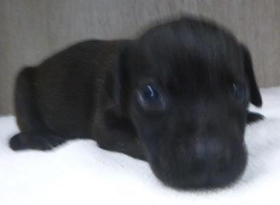 Tony, Labrador Retriever, puppy, available for adoption