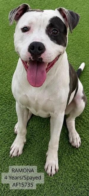 Ramona, Pit Bull Terrier, adult, available for adoption
