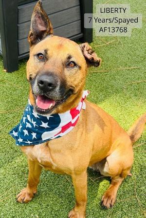 Liberty, Black Mouth Cur / Mixed Breed, adult, available for adoption