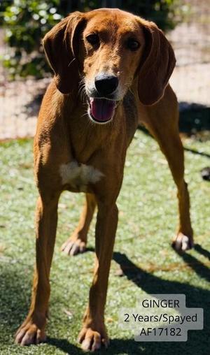 Ginger, Treeing Walker Coonhound, adult, available for adoption