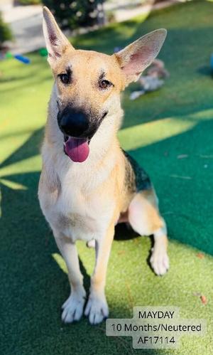 Mayday, German Shepherd Dog, adult, available for adoption