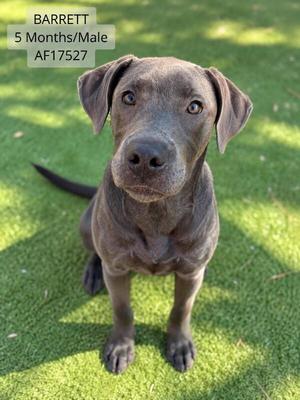 A young brown dog named Barrett, 5 months old and male, sitting on a grassy field.