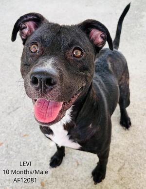 Levi, Feist / Pit Bull Terrier, adult, available for adoption