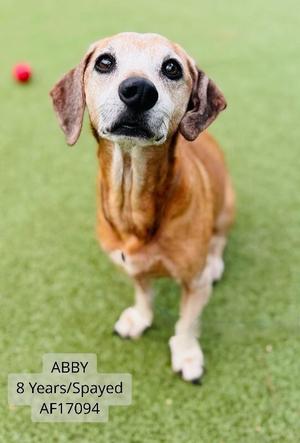 A brown dog with floppy ears standing on green grass, looking up at the camera. The dog has a black nose and expressive eyes. In the bottom left corner, there is text that reads "ABBY 8 Years/Spayed AF17094".