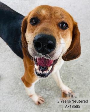 Tide, Hound / Treeing Walker Coonhound, adult, available for adoption