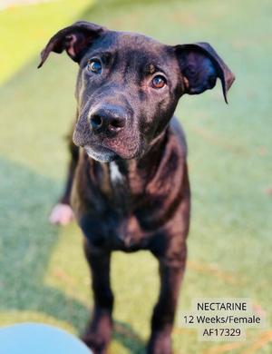 Nectarine, Pit Bull Terrier / Mixed Breed, young, available for adoption