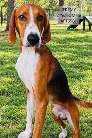 Jeremy, Treeing Walker Coonhound, adult, available for adoption
