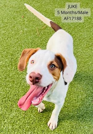 Juke, German Shorthaired Pointer / Mixed Breed, young, available for adoption