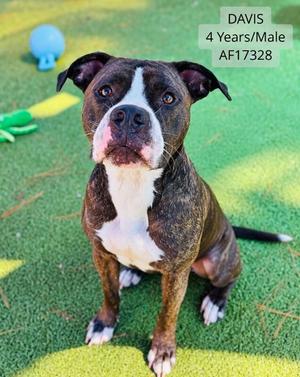 Davis, Pit Bull Terrier, adult, available for adoption