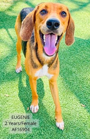 A happy brown and black dog with floppy ears and a white chest stands on green grass, looking up with its tongue out. The text on the image reads "EUGENIE 2 Years/Female AF16904".