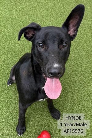 Hynde, Black Labrador Retriever / Mixed Breed, adult, available for adoption