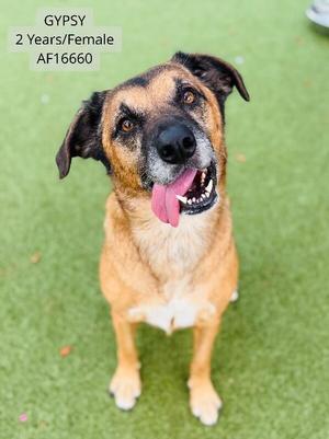A happy dog with a black and brown coat, sticking out its tongue, standing on a green surface. The text on the image reads "GYPSY, 2 Years/Female, AF16660".