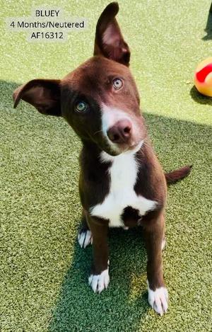 Bluey, Pit Bull Terrier / Mixed Breed, young, available for adoption