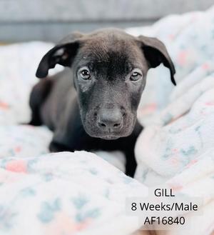 Gil, Pit Bull Terrier, young, available for adoption