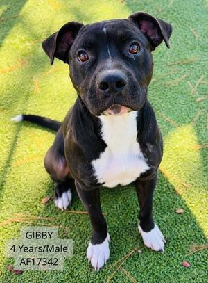 Gibby, Pit Bull Terrier, adult, available for adoption