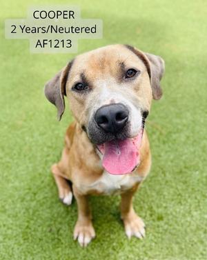 A brown dog with floppy ears and a pink tongue is sitting on green grass. The text above the dog reads "COOPER, 2 Years/Neutered, AF1213".