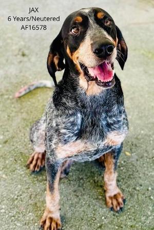 Jax, Bluetick Coonhound, adult, available for adoption