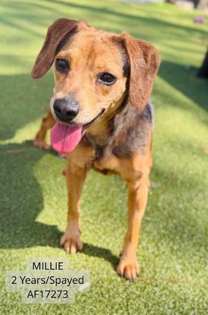 A brown and black dog with floppy ears and a pink tongue sticking out, standing on green grass. The text below the dog reads "MILLIE 2 Years/Spayed AF17273".