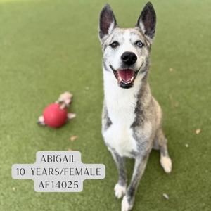 A dog named Abigail, a 10-year-old female, sitting on a green surface with a red ball nearby.