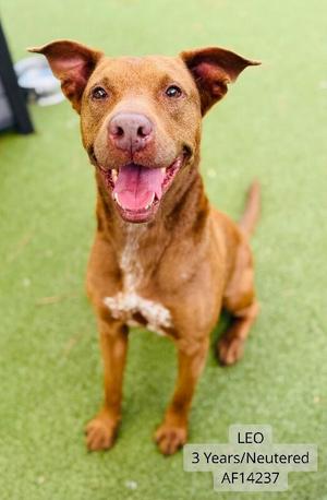 A brown dog with a white patch on its chest, sitting on a green surface. The dog has its mouth open, showing its tongue, and appears to be smiling. The text on the image reads "LEO 3 Years/Neutered AF14237".