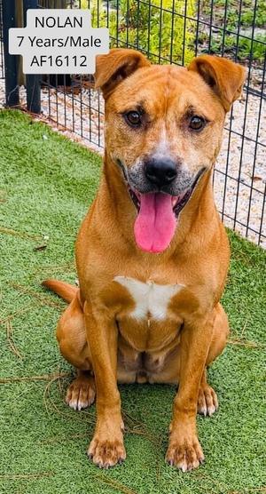 Nolan, Pit Bull Terrier, adult, available for adoption