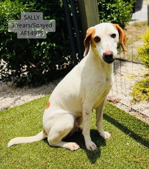 Sally, Treeing Walker Coonhound, adult, available for adoption