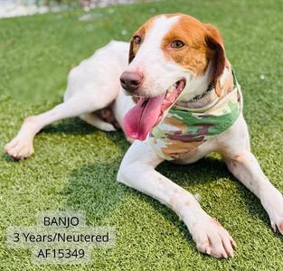 Banjo, Hound, adult, available for adoption