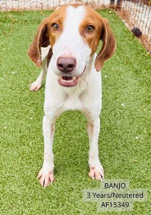 Banjo, Hound, adult, available for adoption