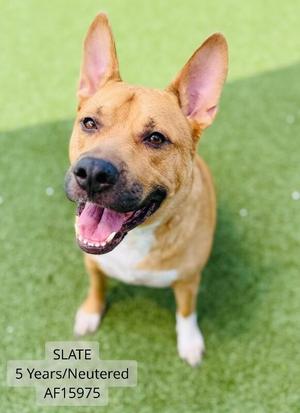 A brown and white dog with perked ears and a happy expression, standing on green grass. The dog is named Slate, 5 years old, neutered, and has the ID AF15975.