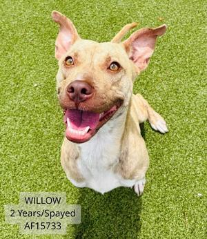 Willow, Pit Bull Terrier / Mixed Breed, adult, available for adoption
