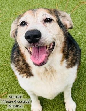 Shiloh, Beagle, adult, available for adoption