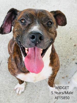 Widget, Pit Bull Terrier, adult, available for adoption