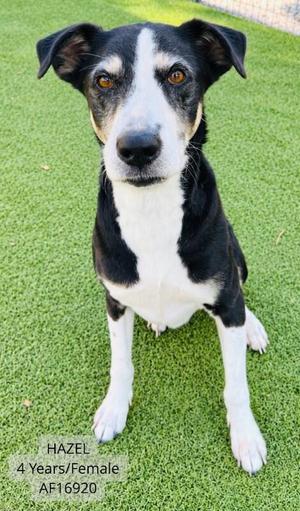 Hazel, Coonhound / Mixed Breed, adult, available for adoption