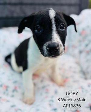 Goby, Pit Bull Terrier, young, available for adoption