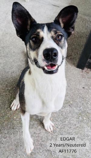 Edgar, Hound / Mixed Breed, adult, available for adoption