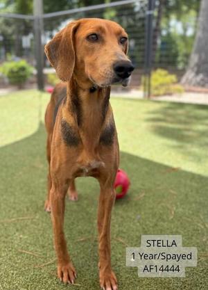 A brown dog standing on green artificial grass, with a red ball in the background. The dog has a slender build and long ears, and is looking slightly to the side. Text on the image reads "STELLA 1 Year/Spayed AF14444".