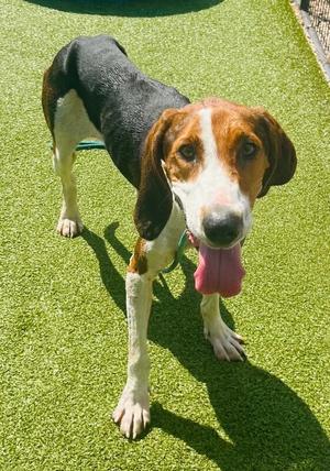 Dory, Treeing Walker Coonhound, adult, available for adoption