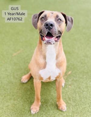A brown and white dog with floppy ears and a black nose, sitting on a green surface. The dog is looking directly at the camera with its mouth open, showing its teeth. The text on the image reads "GUS 1 Year/Male AF10762".