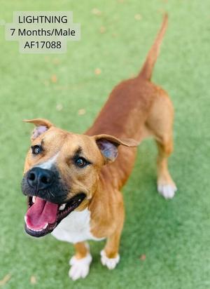 A brown and white dog with a black nose and pink tongue, standing on green grass. The dog is looking up and to the left with its mouth open. The text "LIGHTNING 7 Months/Male AF17088" is in the top left corner.
