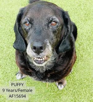 Puffy, Black Labrador Retriever / Mixed Breed, adult, available for adoption
