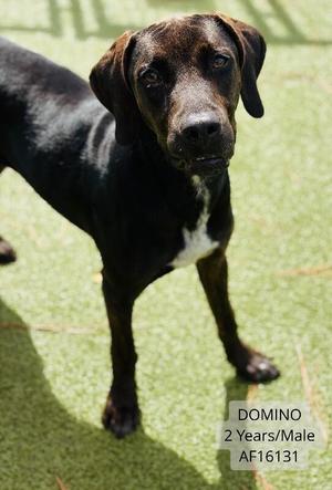 Domino, Hound / Mixed Breed, adult, available for adoption
