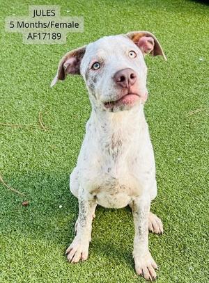 Jules, German Shorthaired Pointer / Mixed Breed, young, available for adoption