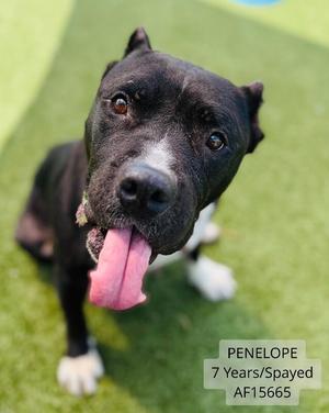 Penelope, Pit Bull Terrier, adult, available for adoption