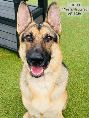 Kodiak, German Shepherd Dog, adult, available for adoption