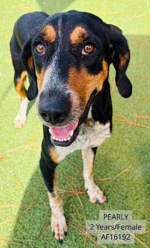Pearly, Hound, adult, available for adoption