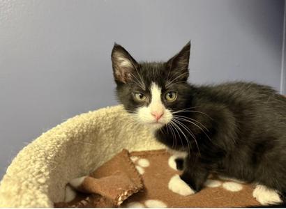 Riff, kitten, available for adoption