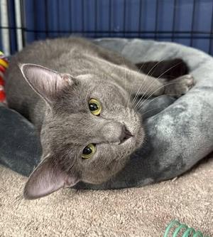 Banjo, adult, available for adoption