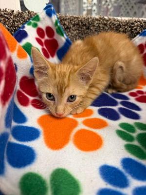 Lyra, kitten, available for adoption