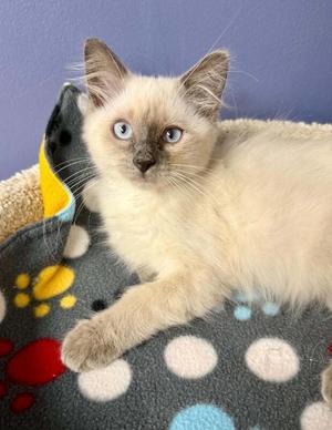 Wendell, kitten, available for adoption