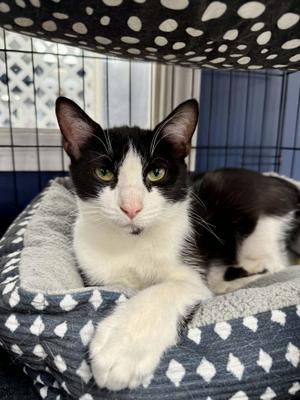 Jessamine, adult, available for adoption